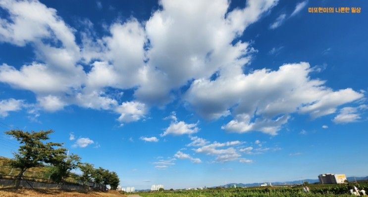 가을~ 코스모스 보러 떠나보아요~ 하양유원지(하양유채꽃단지)