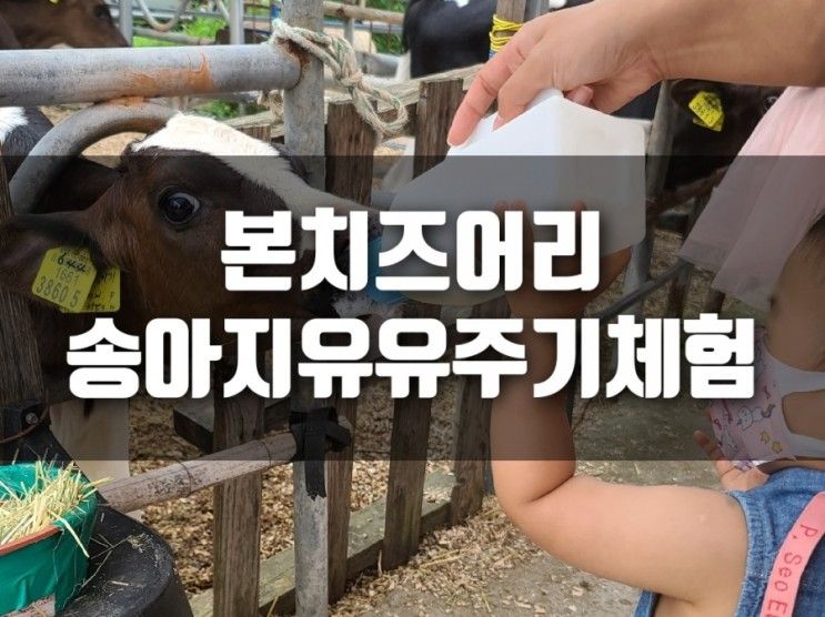 울산 본치즈어리 유진목장 송아지우유주기체험 예약팁