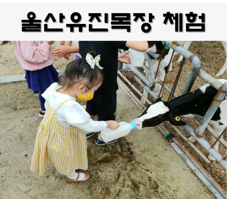 경남 아기랑, 울산 유진목장 : 젖소 우유주기 ( +본치즈어리 )