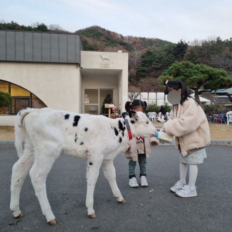 [울산 울주]울산 아이와 가기좋은곳 / 이색체험카페 예스키즈존 / 송아지우유주기, 피자만들기 유진목장 본치즈어리