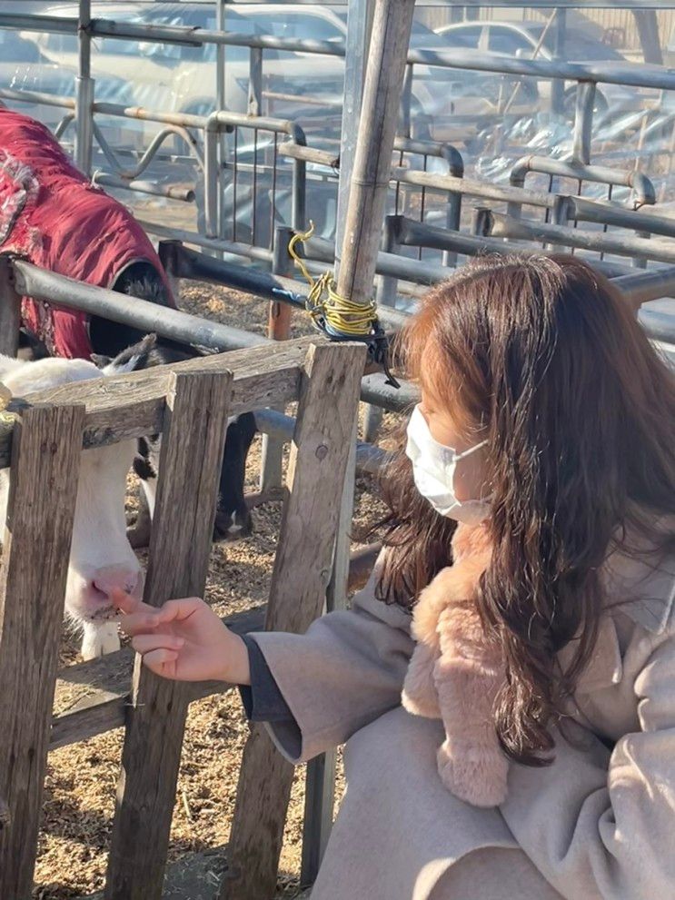 [ 울산 언양 ] 송아지에게 우유를 줄 수 있는 카페, 본치즈어리 유진목장