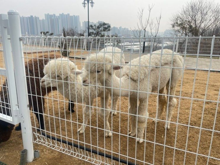 구리 사노동, 전망좋은 카페 파차(PACHA) 김병지카페...