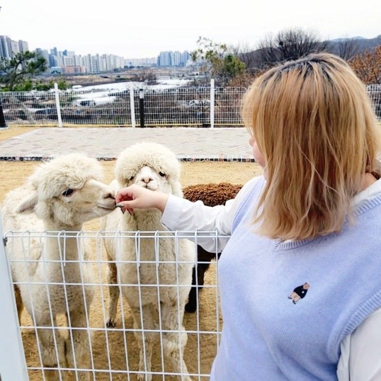 근교 데이트 알파카체험이 가능한 분위기좋은 대형카페 파차