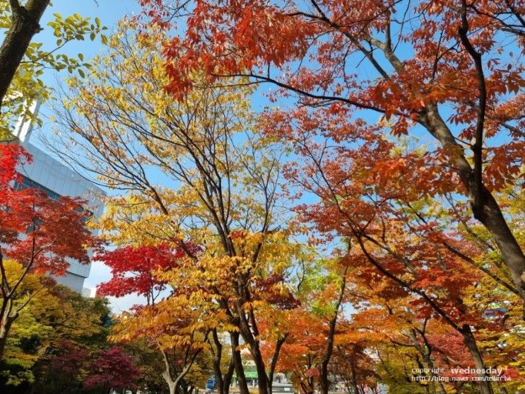 일상 : 대구창의융합교육원 수업, 어린이회관 단풍, 과학고형들의 주말 체험봉사활동