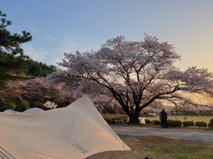 청려수련원 l 동탄 캠핑장, 벚꽃캠핑, 봄캠핑
