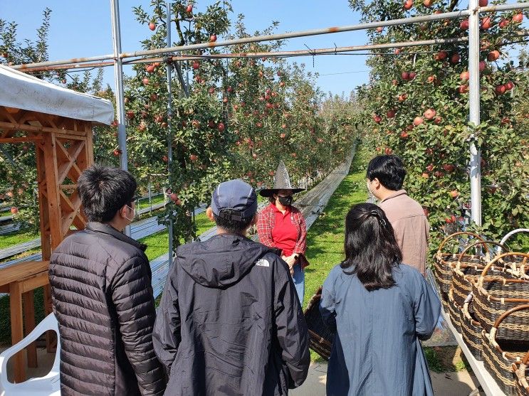 [예산여행①] 예산사과축제 은성농원 사과따기 체험 후기