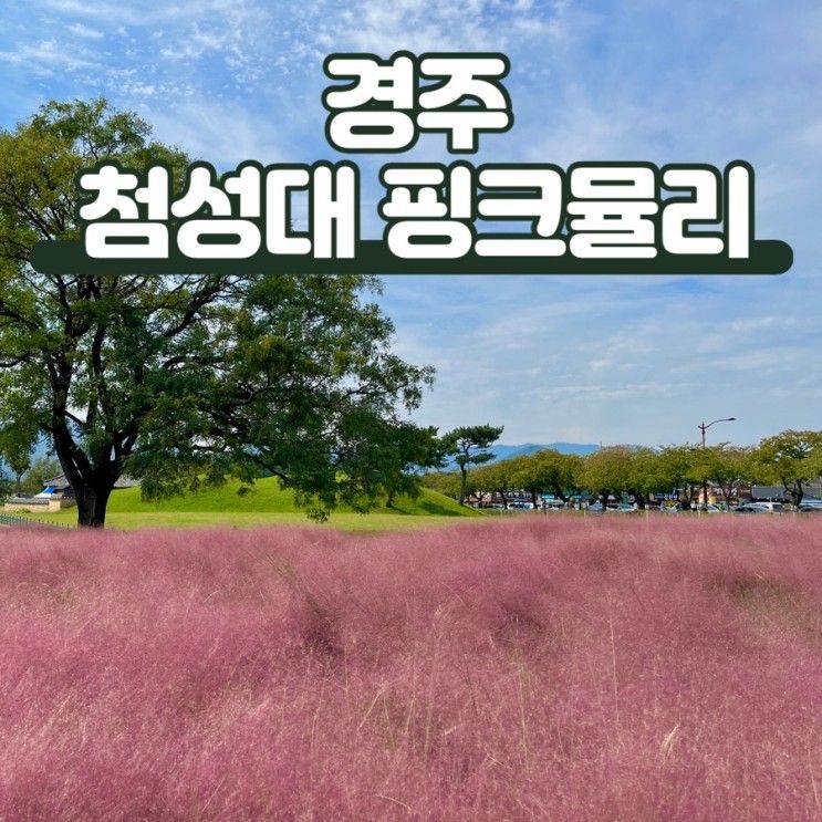 10월에 가볼만한곳 : 경주 여행지 핑크뮬리 명소 첨성대 주차...