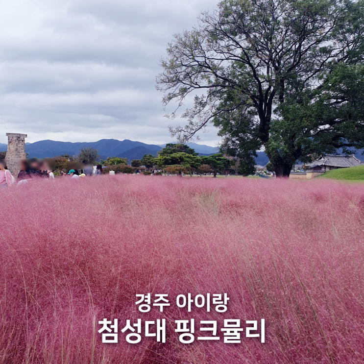 경주 첨성대 핑크뮬리 선덕여왕행차 주차정보