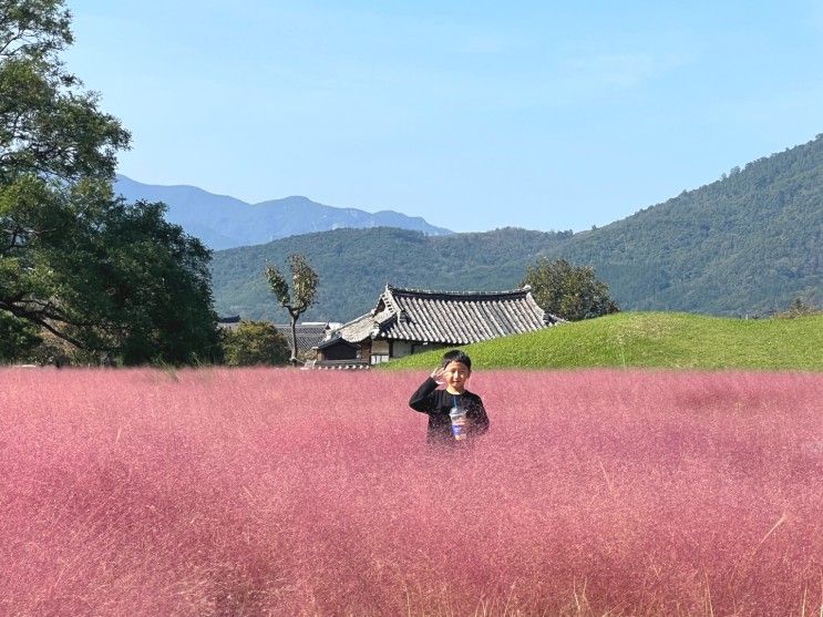 경주 첨성대 핑크뮬리 군락지 개화 시기 주차장 + 해바라기밭