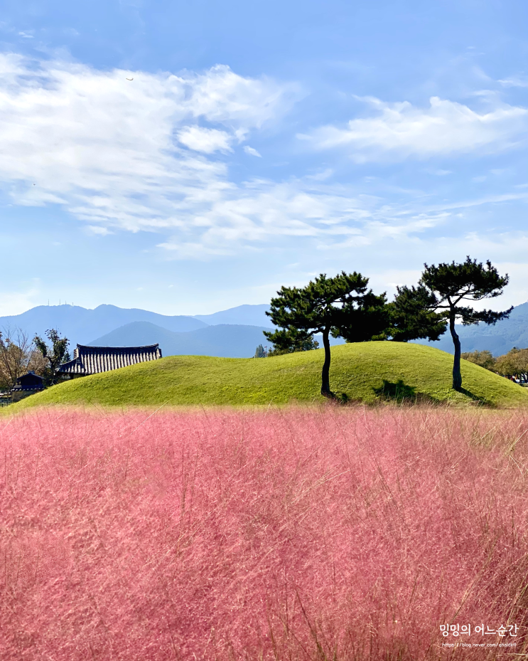 경주 첨성대 핑크뮬리 아스타국화 팜파스 구경