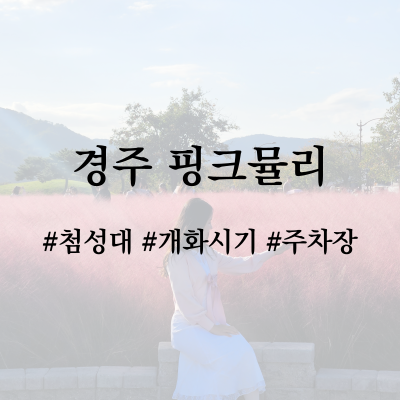 경주 첨성대 핑크뮬리(시기, 주차장, 개화상태)