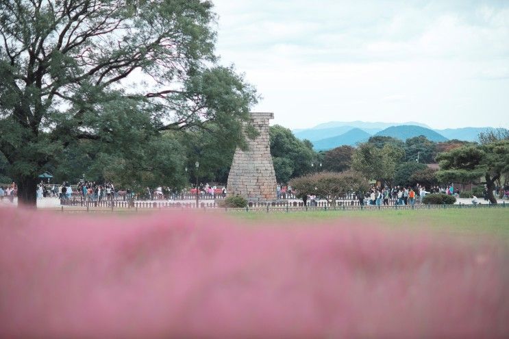 경주 첨성대 핑크뮬리 이쁘네요. (주차장 정보)