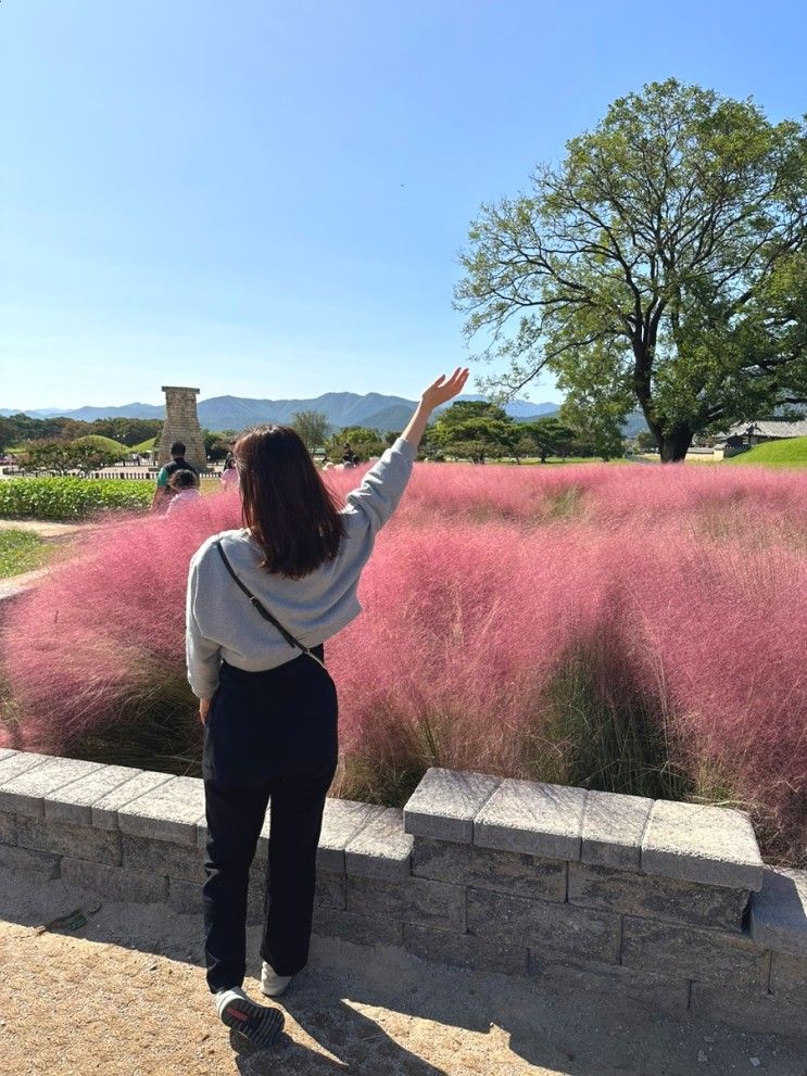 경주 핑크뮬리 첨성대 볼거리 추천해요