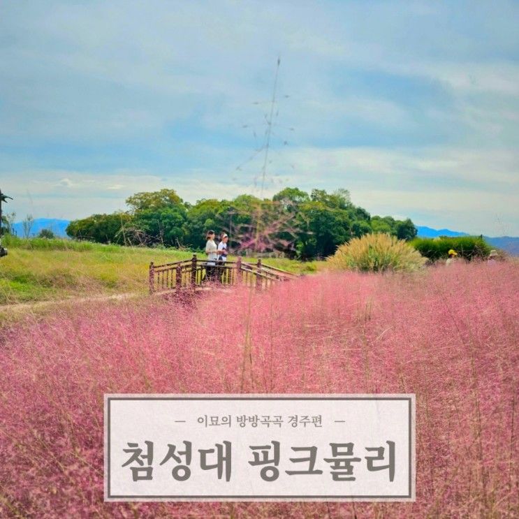 경주 첨성대 핑크뮬리 시기 가을 산책 명소 가볼만한곳