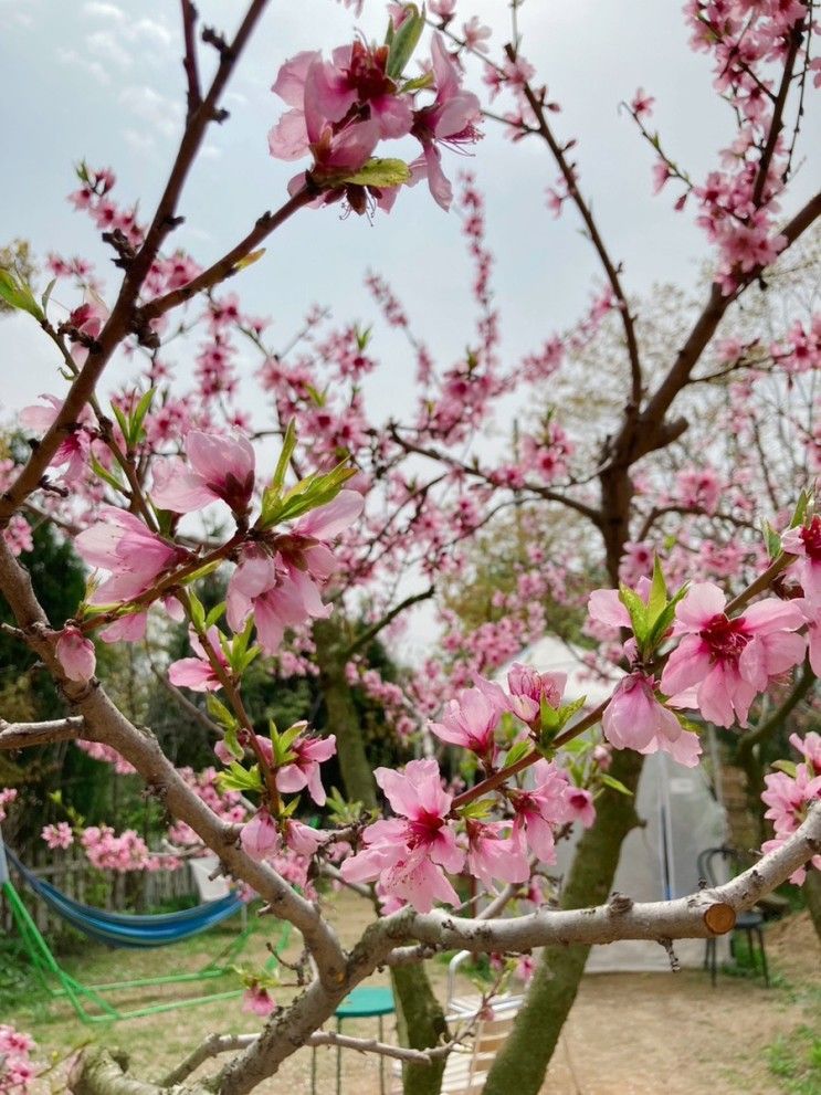 봄날 서울 근교 농장분위기 느끼고 싶을때 “플레이스 콤마”
