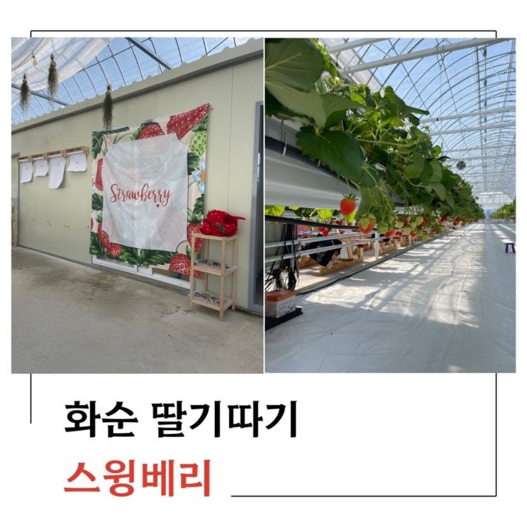 광주 근교 딸기 따기 겨울체험/ 화순 스윙베리/내돈내산
