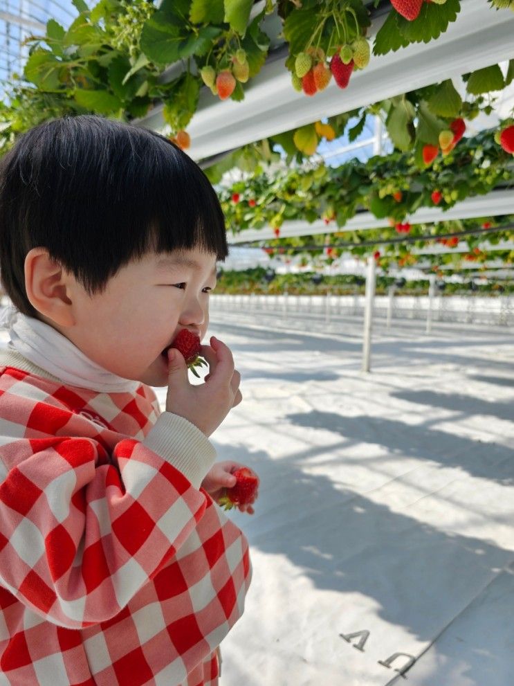 광주근교 아이랑가기 좋은곳 (화순 스윙베리)딸기농장...