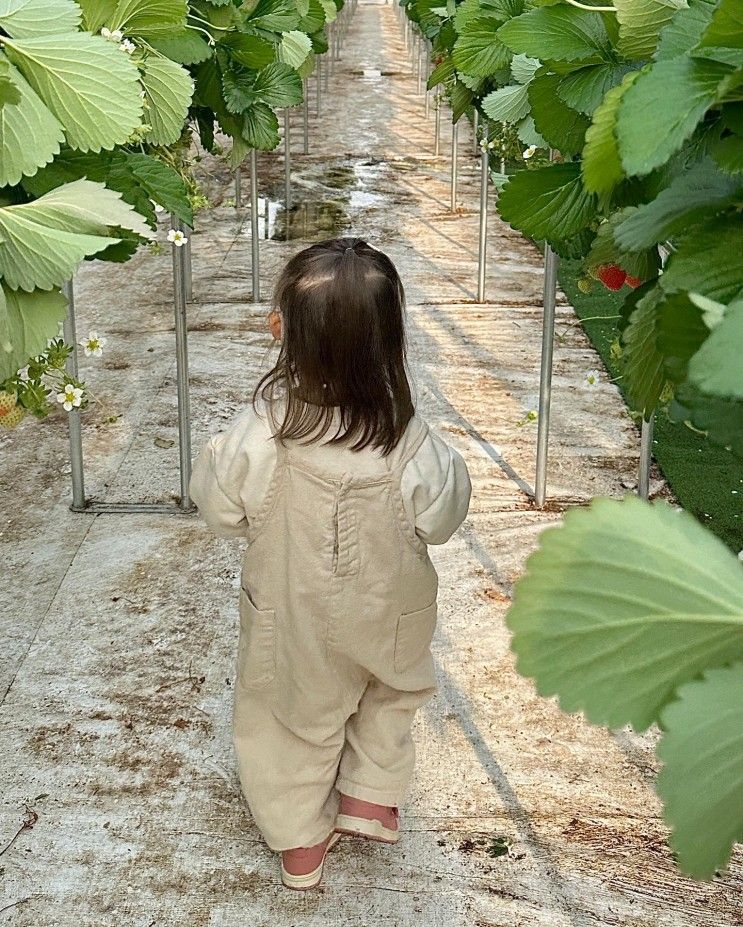 천안 딸기체험 딸기힐링팜::천안 아기랑갈만한곳/충남딸기농장