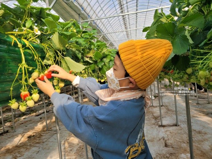 딸기 따기 하러 아이와 가볼만한곳 천안 딸기 힐링팜 내돈내산...