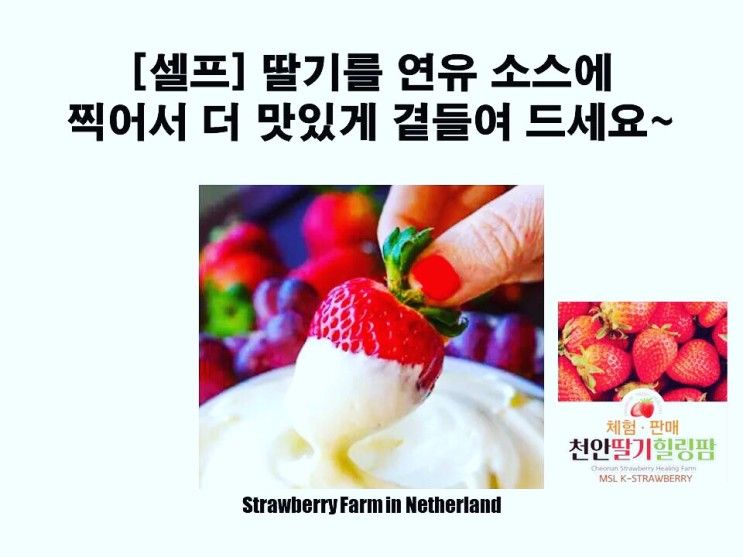 [천안딸기힐링팜] 3월 체험부터 딸기 + 연유 딥핑 소스 서비스...
