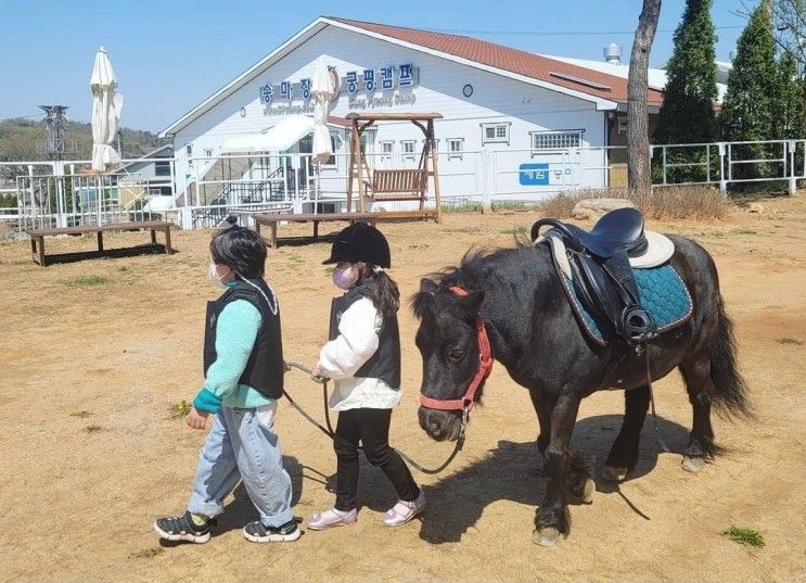 [경기 화성] 궁평캠프 피크닉 ( 승마체험 말구경 볼거리가...