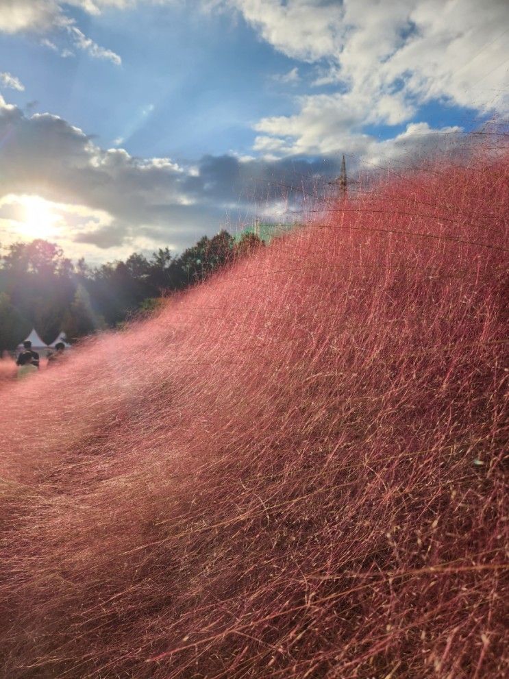 가을 합천 가볼만한곳 핑크뮬리가득 신소양체육공원