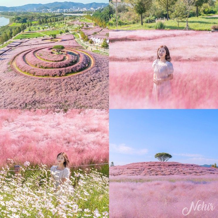 경남 합천 핑크뮬리 신소양체육공원 가을 나들이