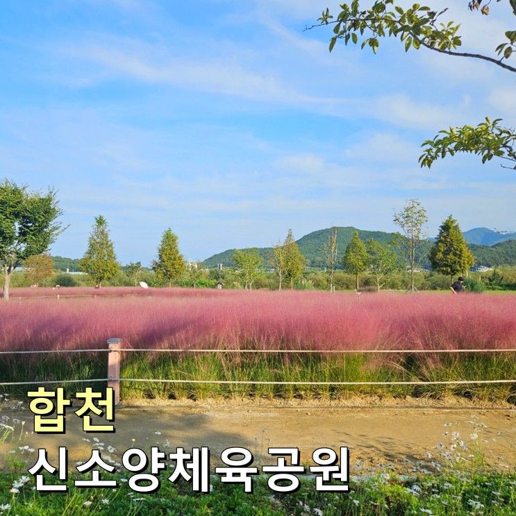 경남 꽃구경 합천 핑크뮬리 신소양체육공원 주차 피크닉