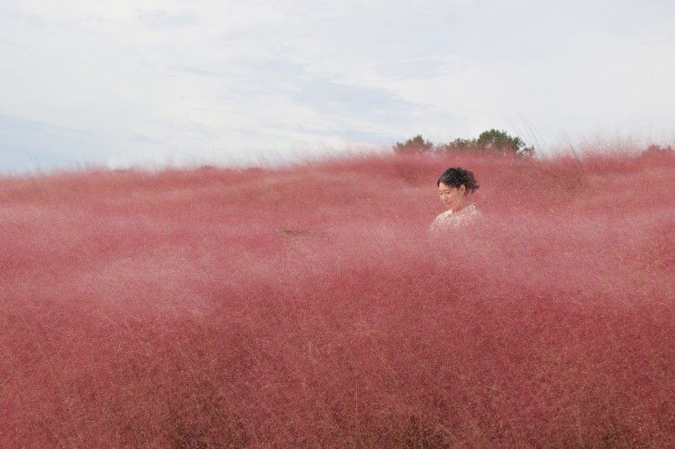 합천가을꽃축제 신소양체육공원 핑크뮬리 구절초 억새