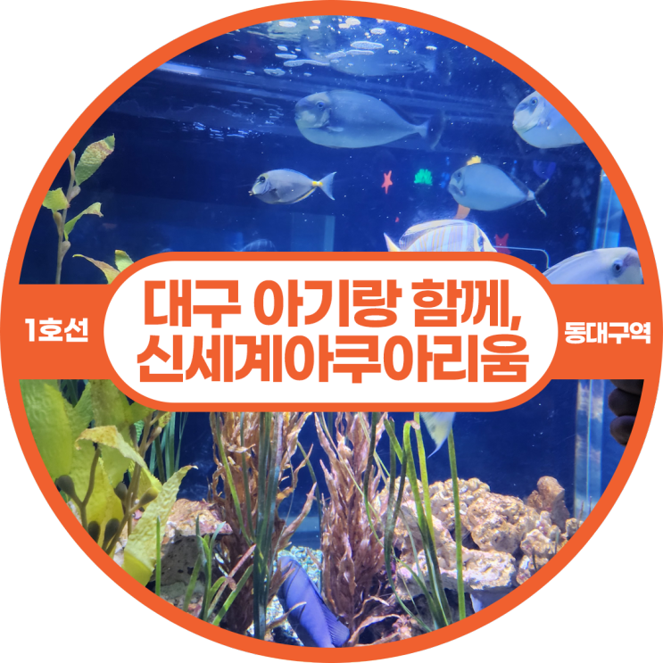 가볼만한 곳, 대구1호선 동대구역에서 신세계아쿠아리움 방문하기