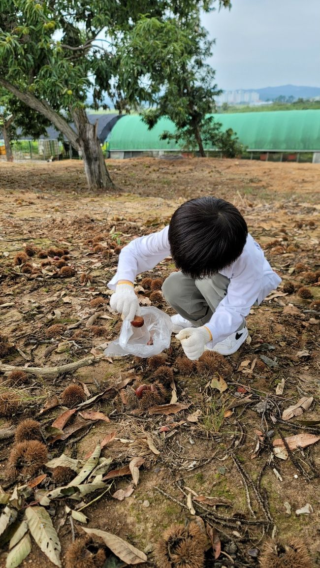 [경주아이와가볼만한곳] 팜크닉, 밤줍기체험, 에어바운스, 동물농장이 있는 ‘ 올쏘팜 ‘