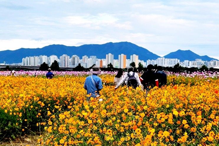 구리한강시민공원 코스모스 꽃단지