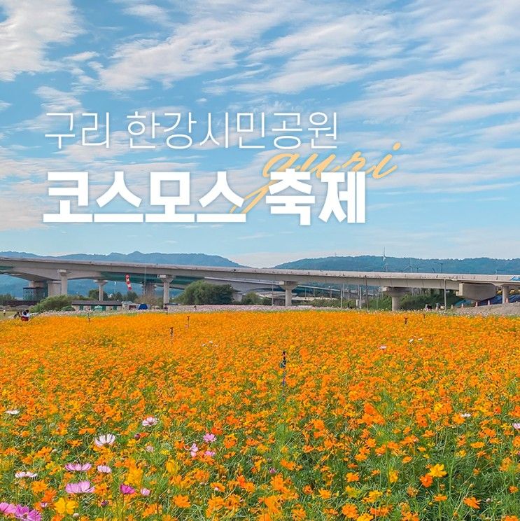 구리 한강시민공원 둘레길 코스모스 축제 서울근교 가을...