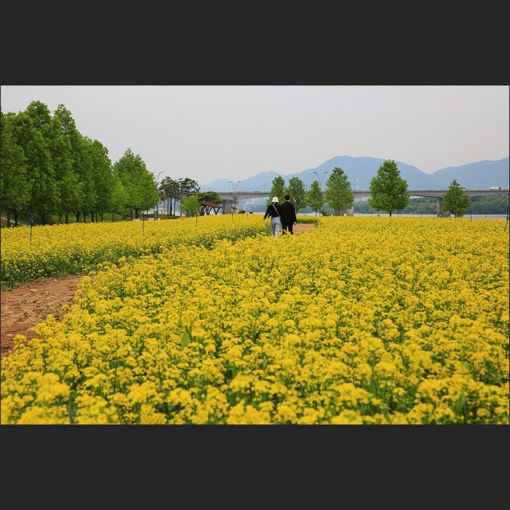 경기 구리 구리한강시민공원 :: 한강변에 펼쳐진 유채꽃