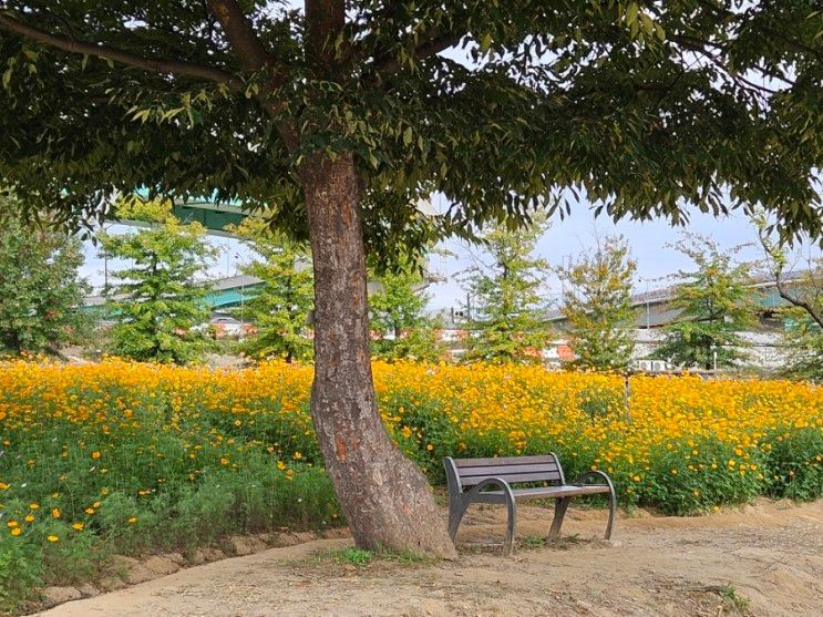 [구리 한강시민공원] 10월에 가볼 만한 곳 가을 축제 :) 황화...