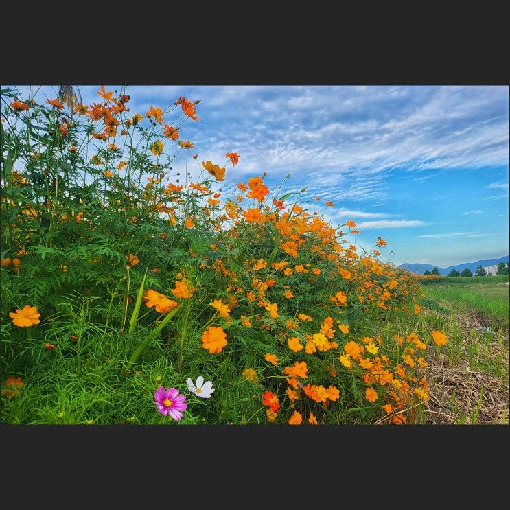 경기 구리 구리한강시민공원 한강변에 펼쳐진 코스모스