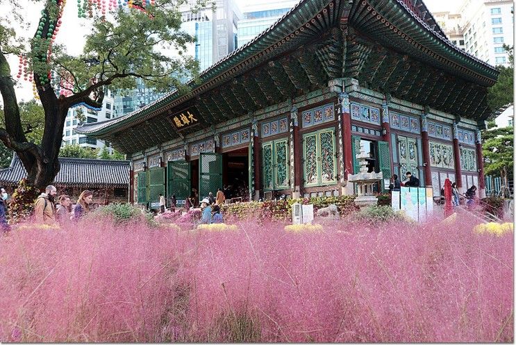 조계사 국화축제 서울 종로 국화꽃축제 핑크뮬리 종각역
