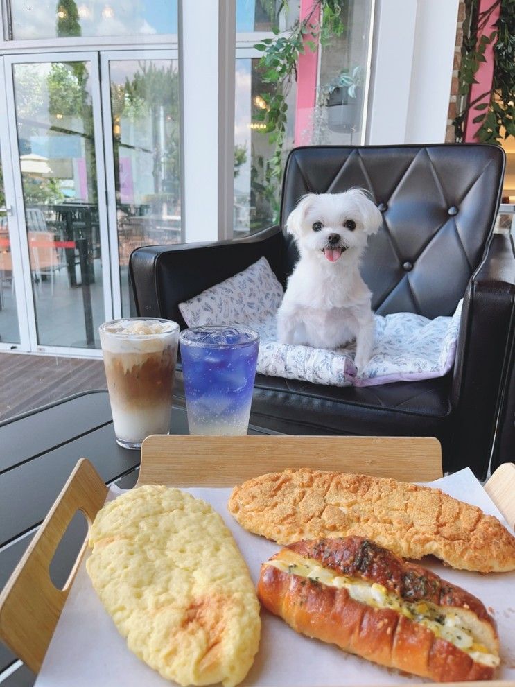 남양주대형카페 하백 북한강점 애견동반가능 뷰 맛집