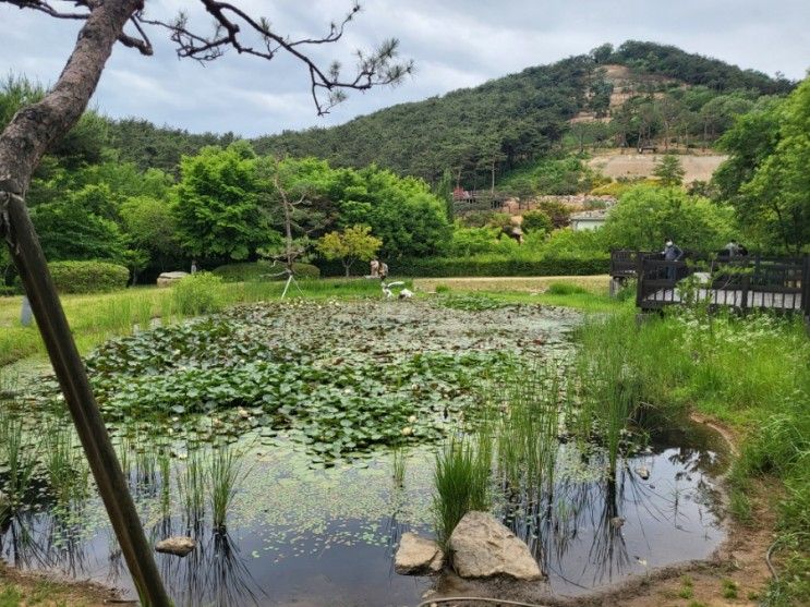 [경기 화성] 화성시 우리꽃 식물원