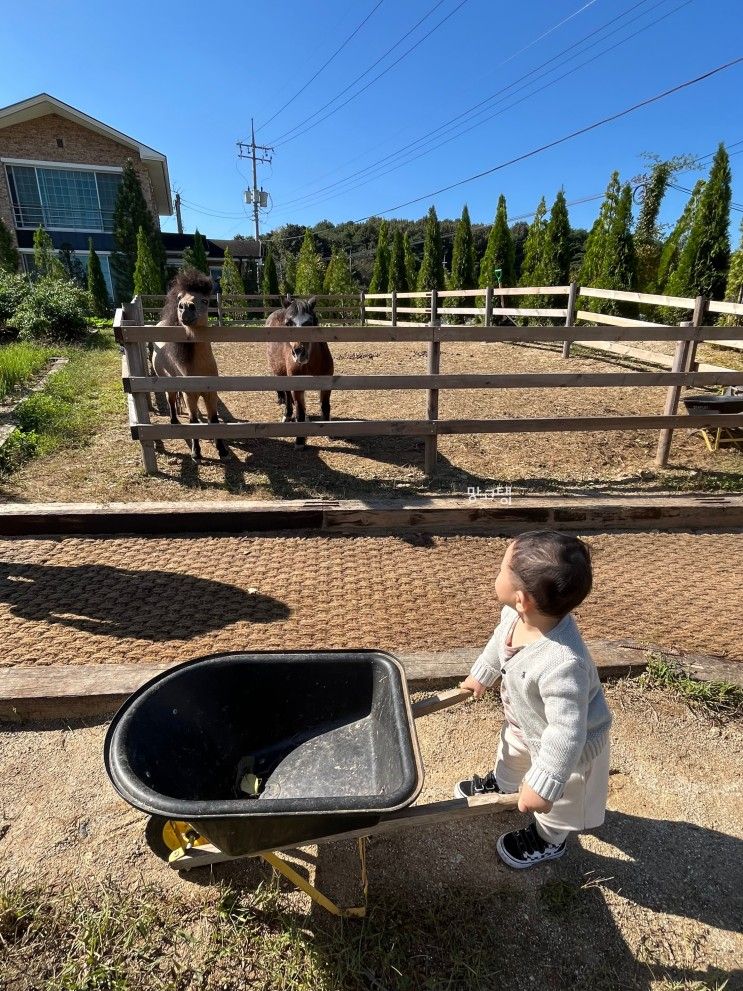 대구근교 상주 아이랑 가볼만한곳 파머스그라운드 가을 느끼러