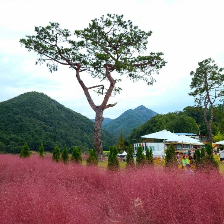 유리원 / [음성군] 충북 핑크뮬리가 만발한 용산저수지 정원 카페