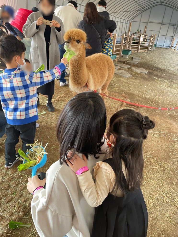 [리프플레이스] 용인 동물 먹이주기 체험이 가능한 아이와 함께 가볼만한 카페 / 물고기 알파카 토끼 염소