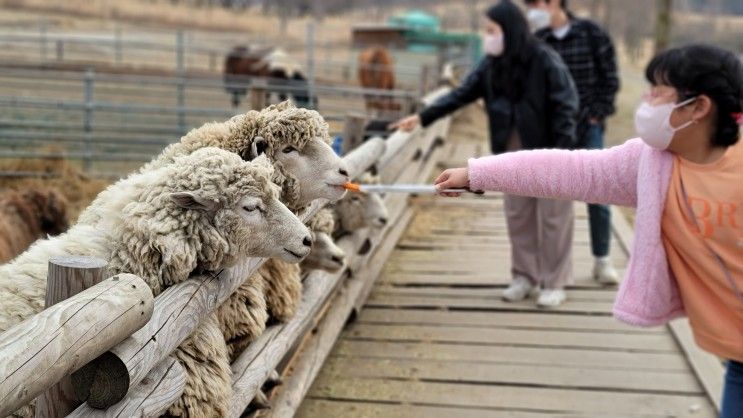 경주 화랑의언덕 양떼목장, 아이와 함께 갈만한 여행지