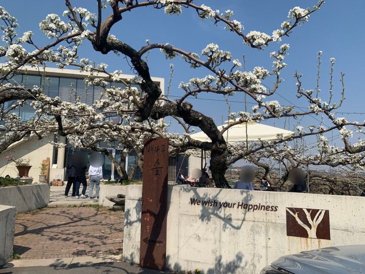 천안 가볼만한 곳 배꽃 보기 좋은 곳 배나무숲 직산카페...