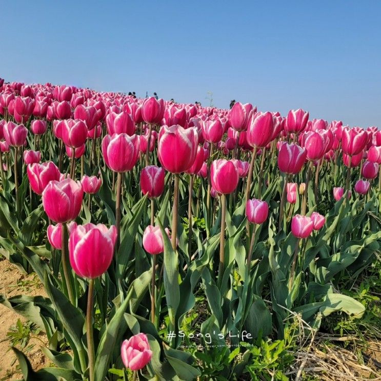 경기도 당일치기) 평택시농업생태원 튤립 축제