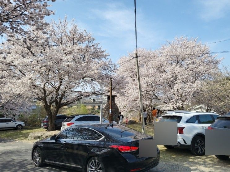 [아산/벚꽃구경] 아산 "당림미술관" 벚꽃맛집🌸 아이와 가기 좋은 곳👨