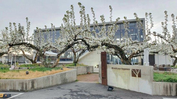 [천안/직산] 배꽃이 예쁜 카페 배나무숲