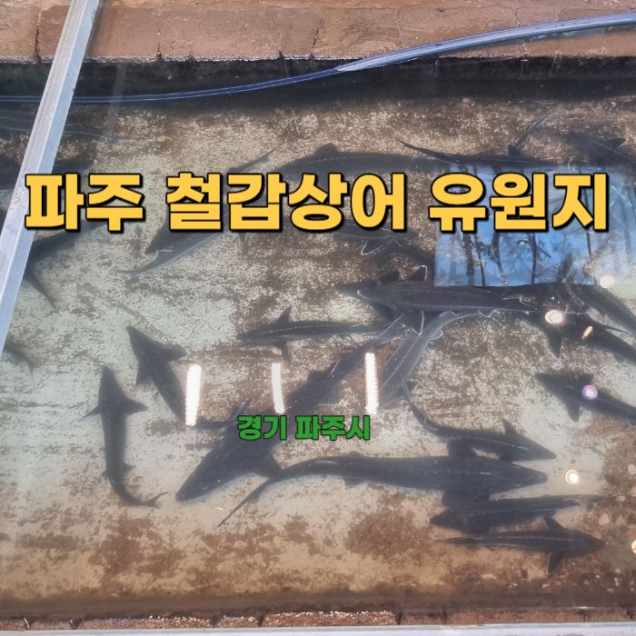 파주체험 철갑상어 유원지 주차 카페 식당 가볼만한곳