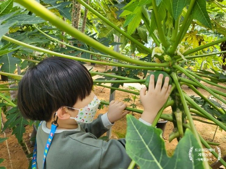 아이와 가볼 만한 곳 열대식물원  경기도 화성 트로피칼베이 체험농장