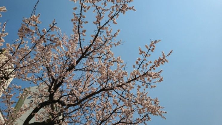 영흥숲공원이 된 영흥공원 주변 개화 상황 설렌다